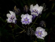 Triteleia grandiflora - Howell's Brodiaea 18-8891